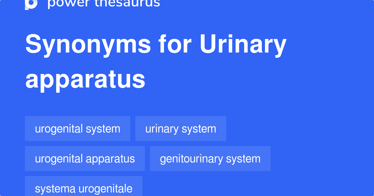 Urinary Apparatus Synonyms 7 Words And Phrases For Urinary Apparatus